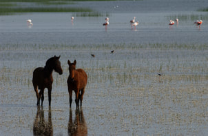 Marsh Mares of Doñana